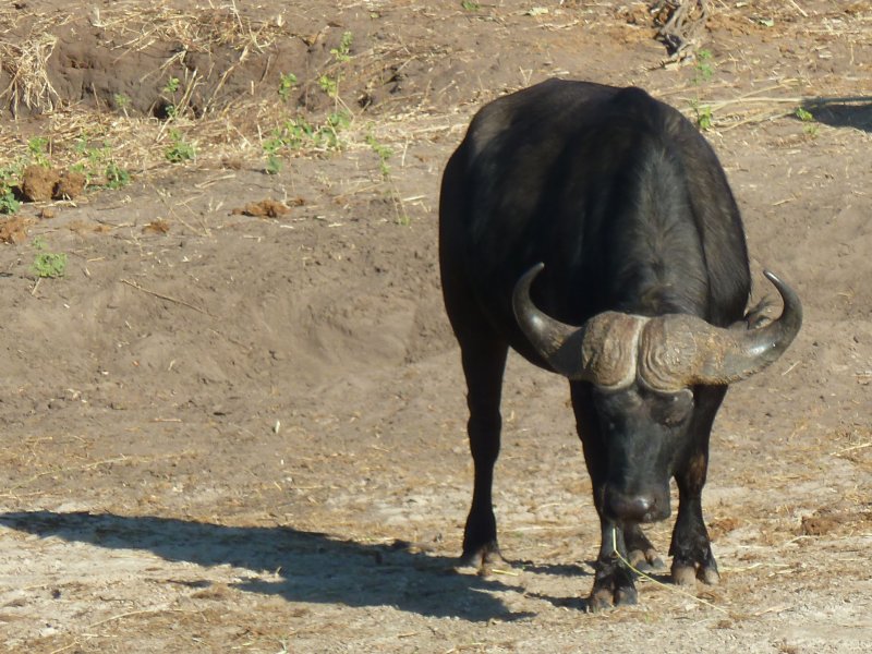 buffle Chobe FP.jpg - Buffle solitaire